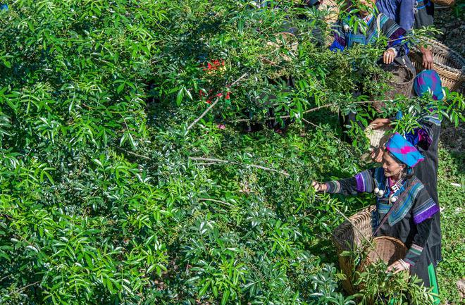 易倍：签约10个项目总金额85亿元凉山金阳县农文旅暨产业投资推介会在成都“收获满满”(图5)