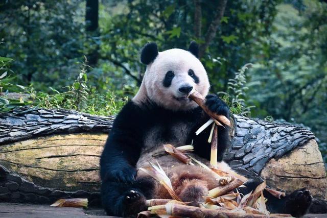 2024四川文旅发展大会9月27日相约雅安大会亮点提前看(图2)