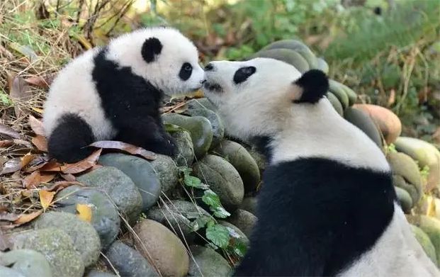 四川诚邀您共赴2024“文旅发展大会”畅游熊猫家园大美雅安(图7)