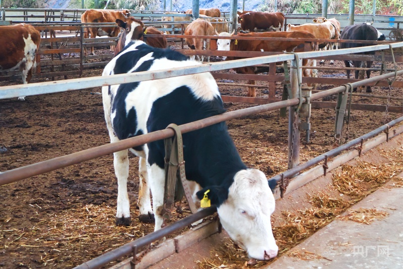 以粉为媒传承黔味！第二届贵州牛肉粉文化旅游季系列活动开启(图2)
