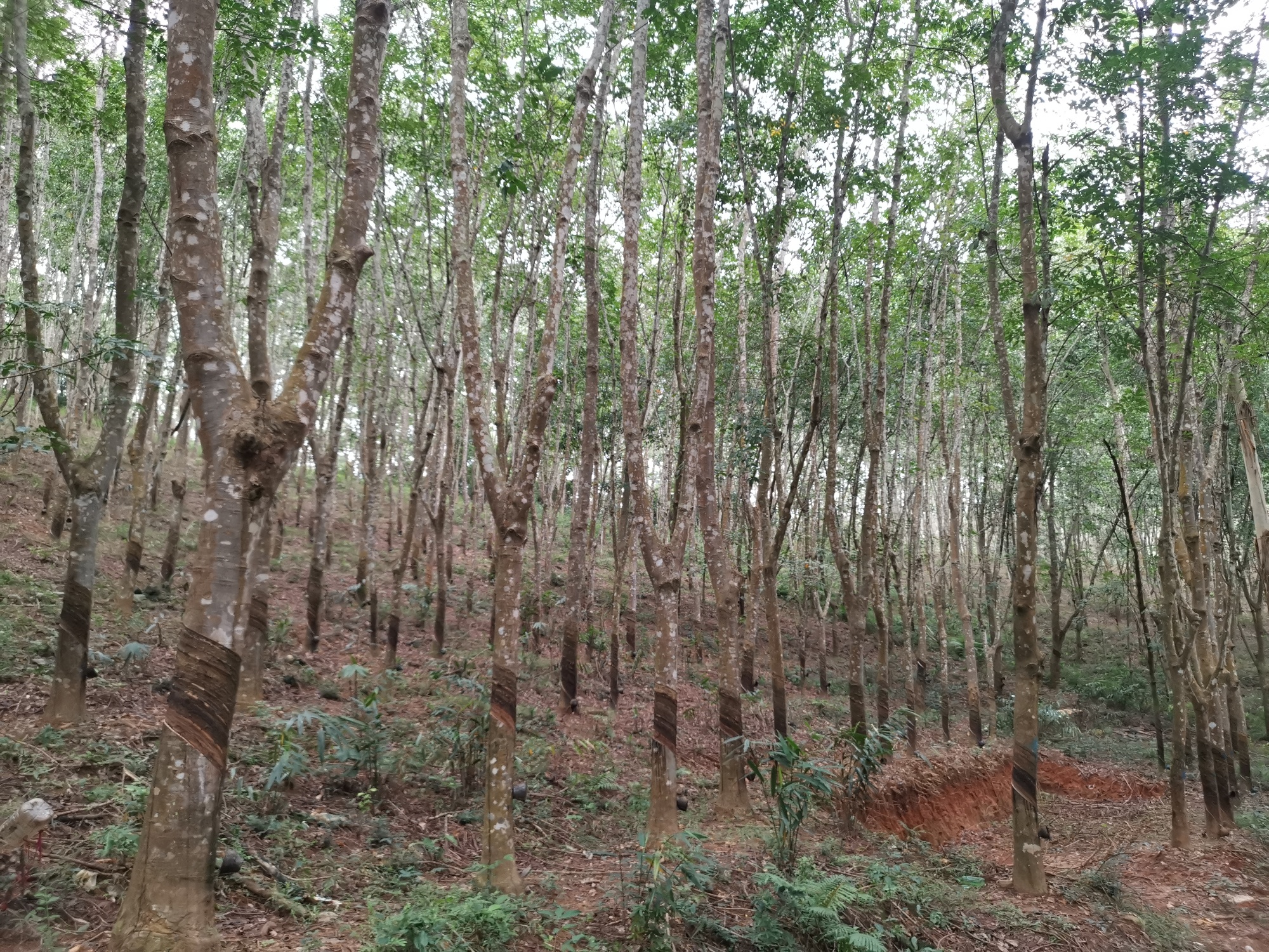 易倍网站：远山的回响丨黎乡焕彩：从闭塞山野到文旅胜地的跨越(图8)