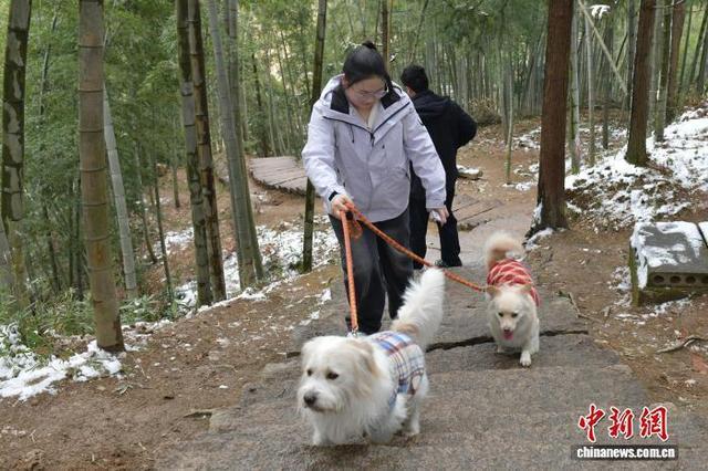 新春走基层｜“毛孩子”带火长三角小城旅游新赛道(图3)