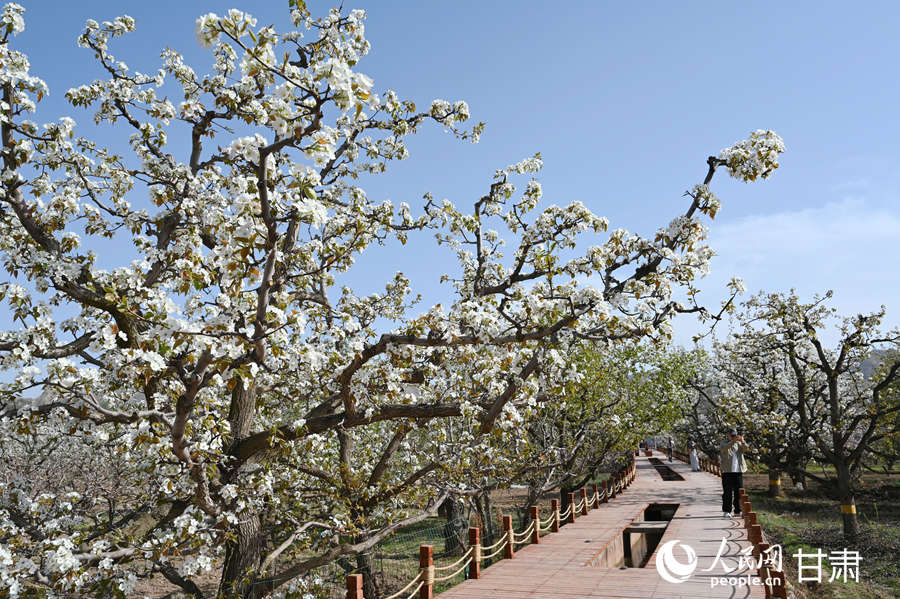 甘肃皋兰：黄河岸畔梨花香农文旅融合绘新景(图2)