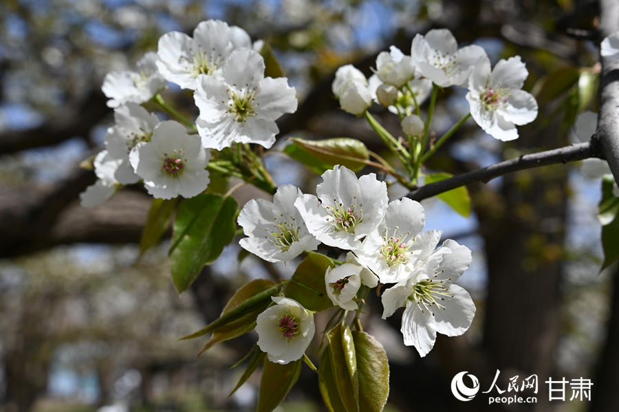 甘肃皋兰：黄河岸畔梨花香农文旅融合绘新景(图1)