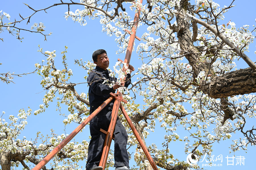 甘肃皋兰：黄河岸畔梨花香农文旅融合绘新景(图3)