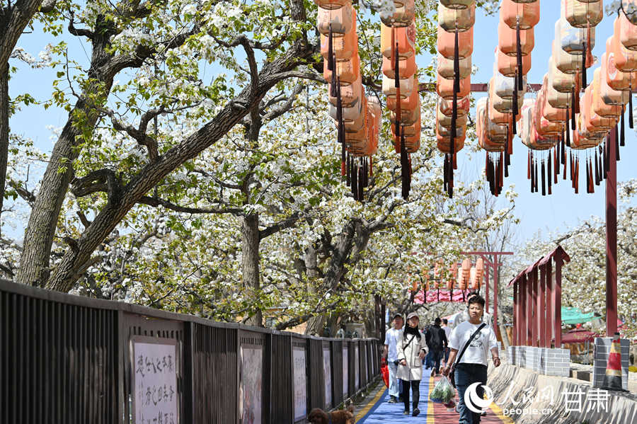 甘肃皋兰：黄河岸畔梨花香农文旅融合绘新景(图5)