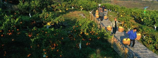 征集“共富之路•光影见证”凤凰时代发展成就主题摄影展(图5)